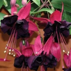 Fuksia lady in black
